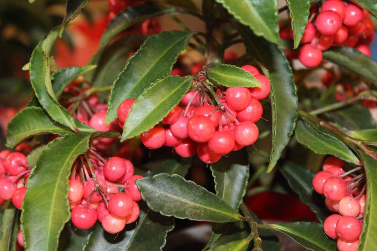 Menteşe’de Kokina Çiçeğine Talep Artıyor: Yeni Yıla Doğru İlgi Zirvede 5